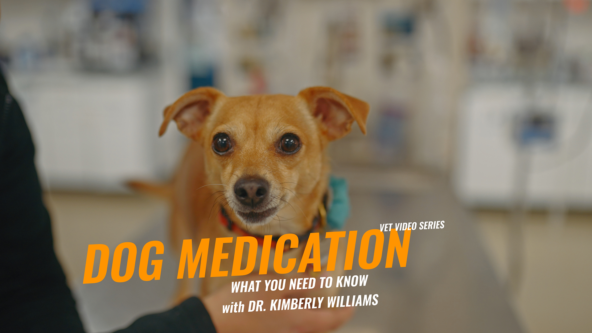 Dog Medications: What Every Pet Parent Should Know