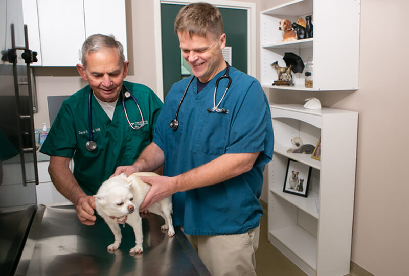 Veterinarian In Annandale, VA