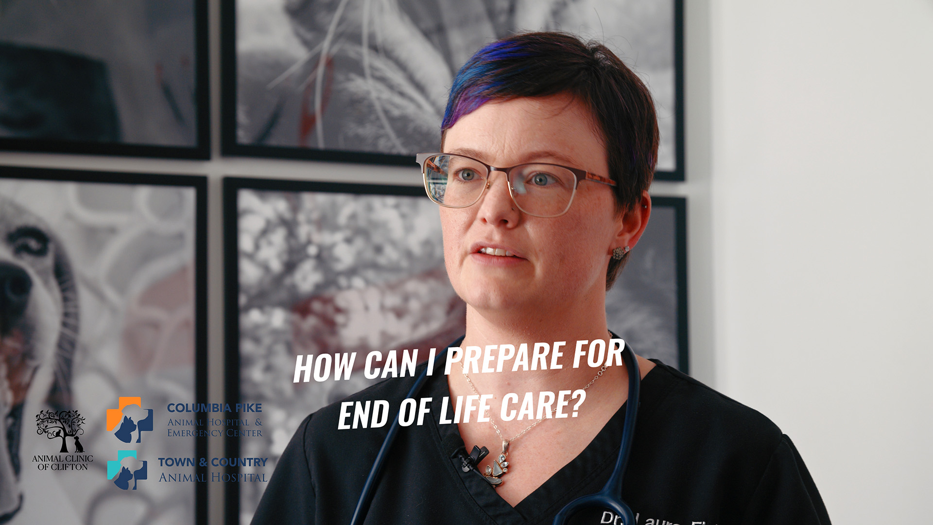 Senior Cat Care, Part 2: Comfort, Behavior Changes, and Quality of Life