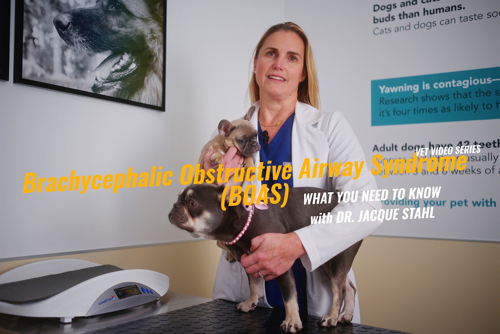 Brachycephalic Obstructive Airway Syndrome Surgery: Helping Short-Nosed Dogs Breathe