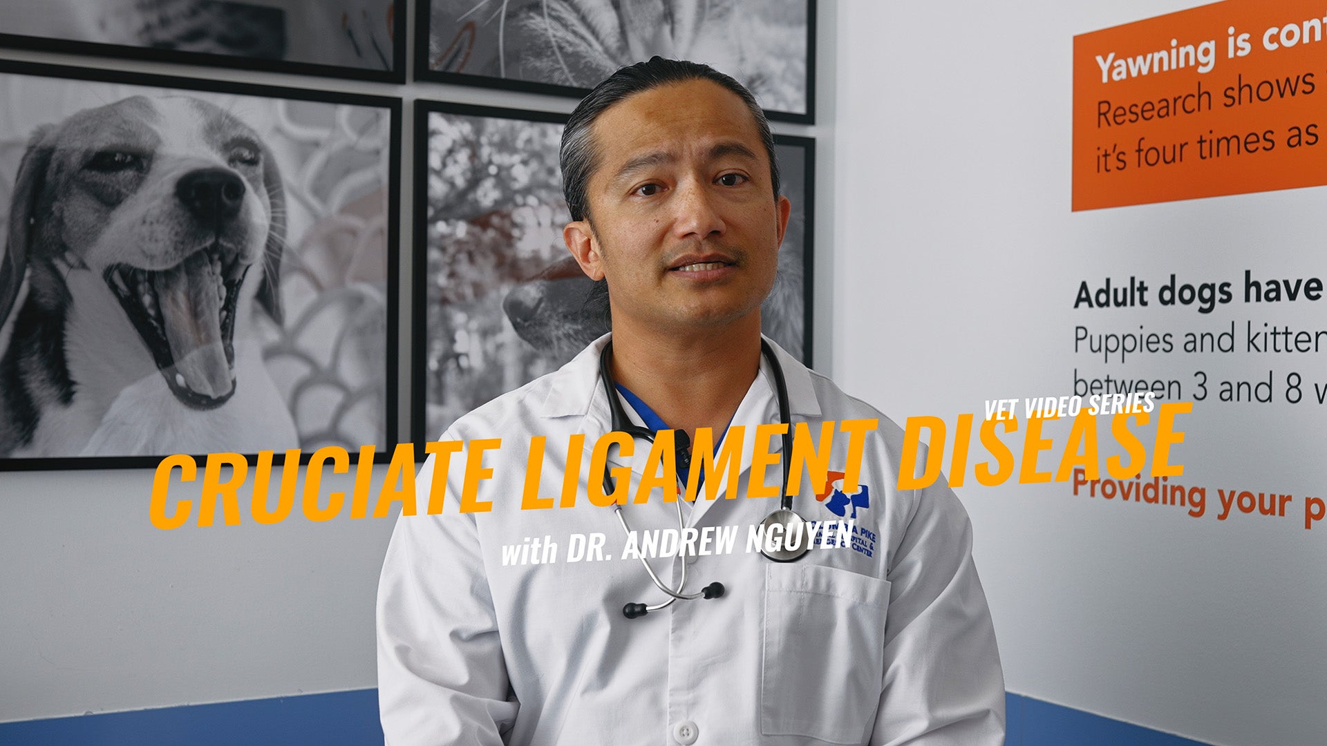 TPLO Surgery for Dogs, Understanding Cruciate Ligament Injuries and Recovery