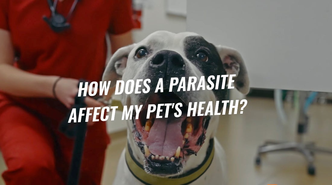 Dog and Cat Parasites in Spring: What Every Pet Parent Needs to Know