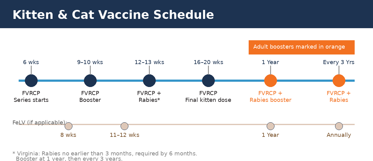 Recommended cat vaccine schedule for kittens and adult cats