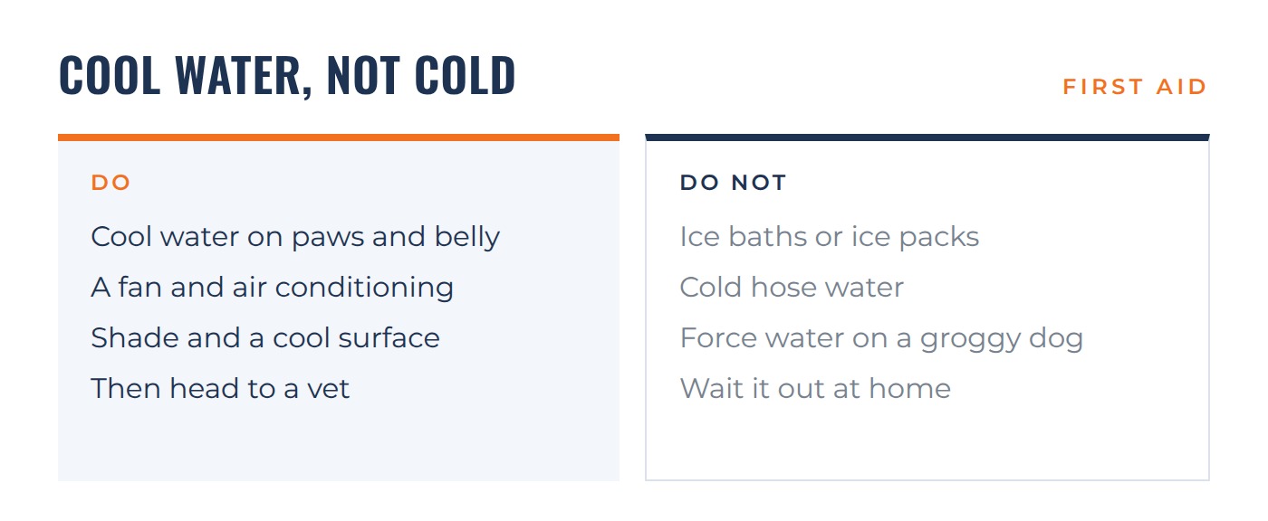 Cool water, not cold. Do use cool water on paws and belly, a fan, shade, then head to a vet. Do not use ice baths, cold hose water, or wait at home.