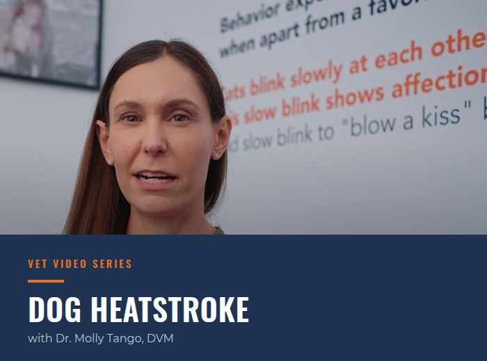 Dog Heatstroke: The Signs, the First Aid, and When to Come In