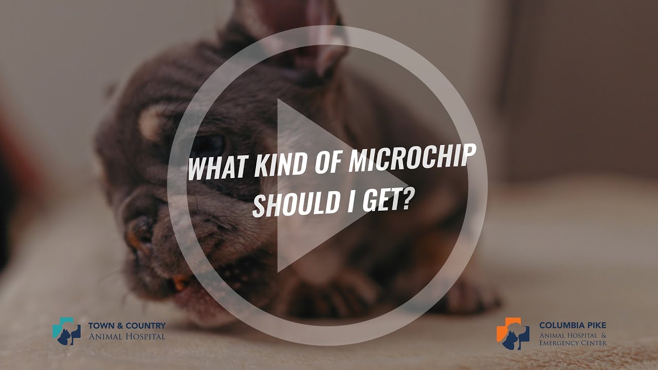 Dog Microchipping in Annandale, VA: The First Thing Our ER Checks on a Found Dog