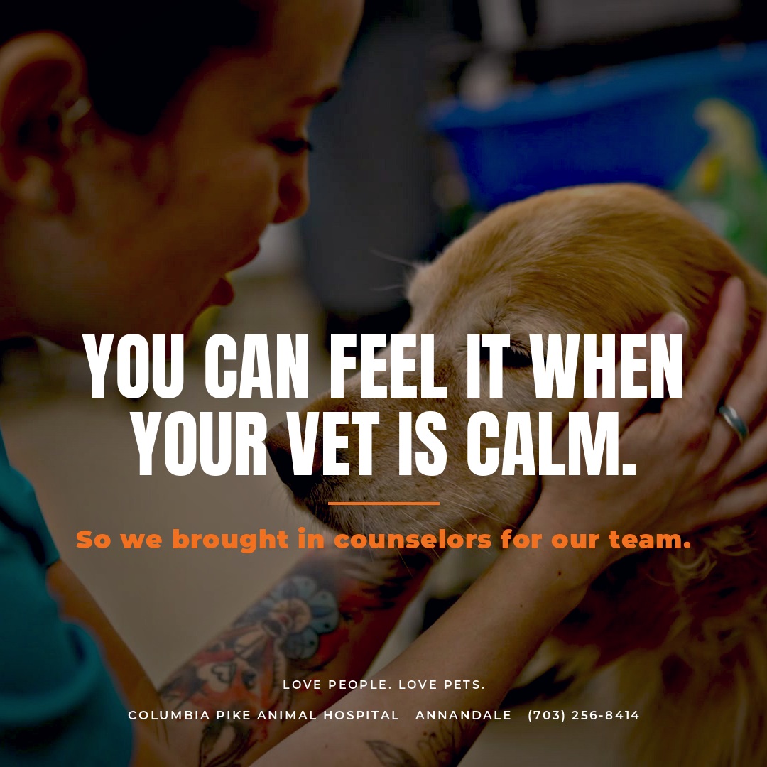 You can feel it when your vet is calm. So we brought in counselors for our team.