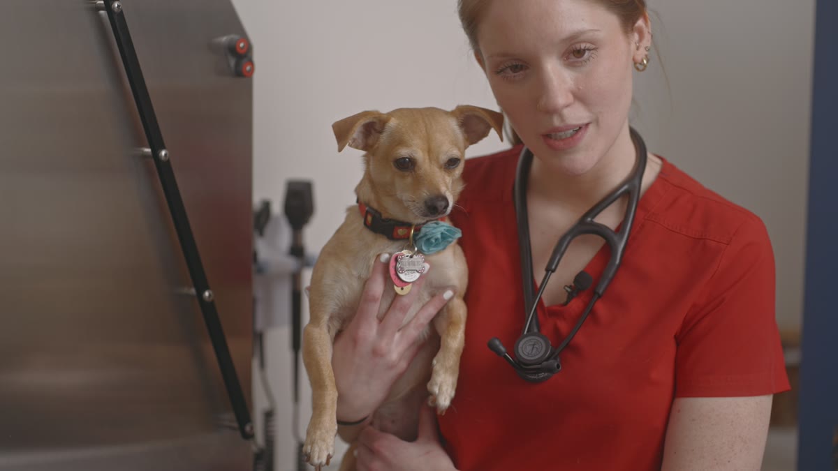 How to Apply Flea and Tick Prevention to Your Dog