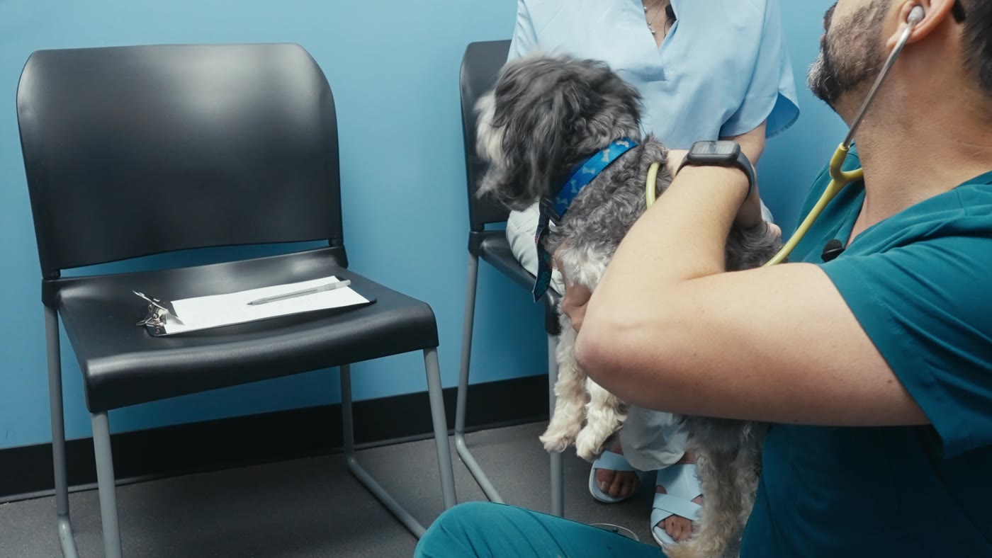 Dr. Matt Novarr listening to a senior dog with a stethoscope at Columbia Pike Animal Hospital