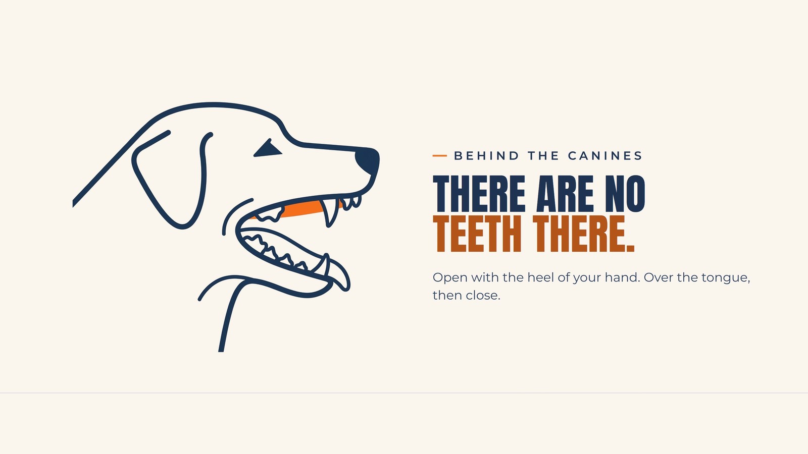Infographic showing there are no teeth behind a dog's canines, where a pill should be placed