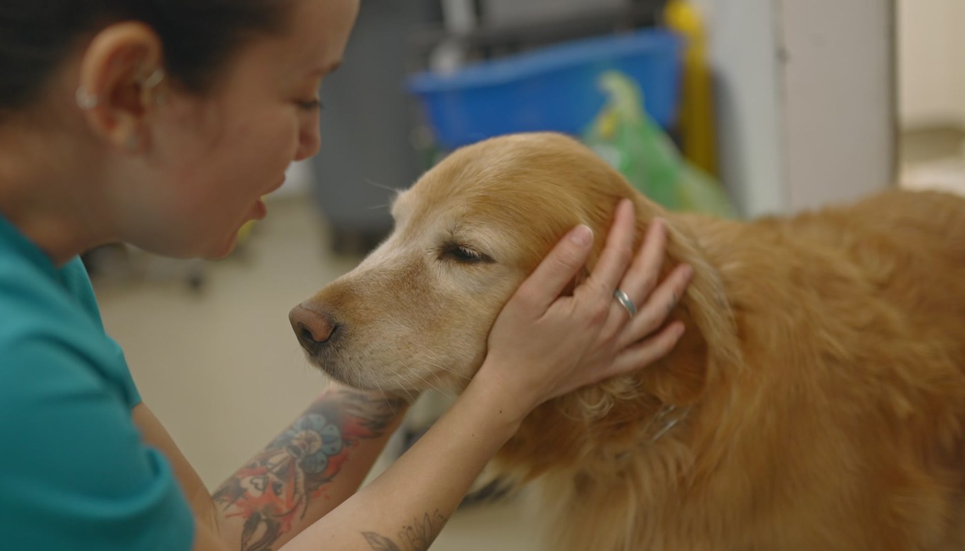 You Can Feel It When Your Vet Is Calm