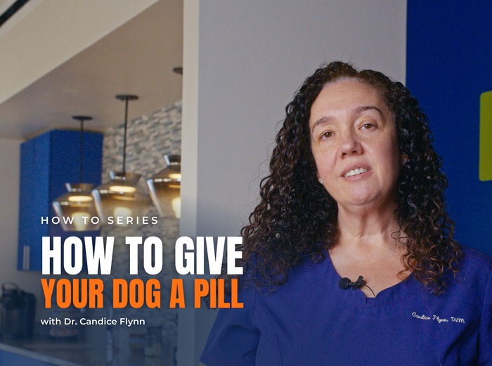 How to Give Your Dog a Pill, According to Our Vet