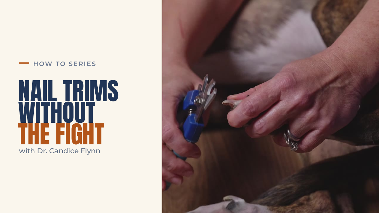 How to Trim Your Dog's Nails at Home