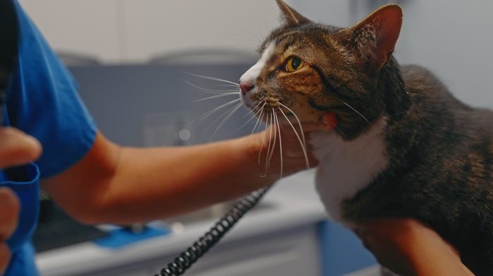 Veterinary technician gently steadying a tabby cat on the exam table