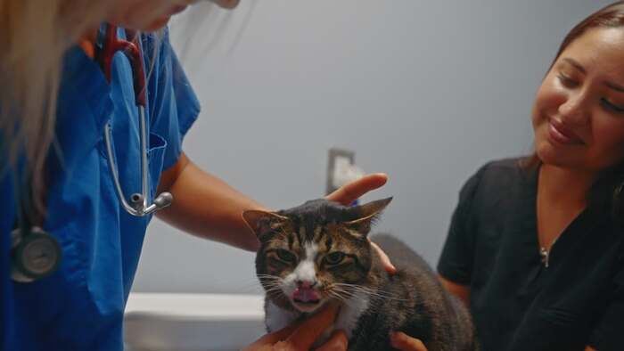 A veterinary technician and an owner with a tabby cat on the exam table at Columbia Pike Animal Hospital