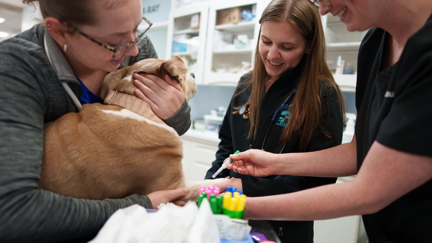 Two Columbia Pike technicians drawing blood from a dog before a procedure