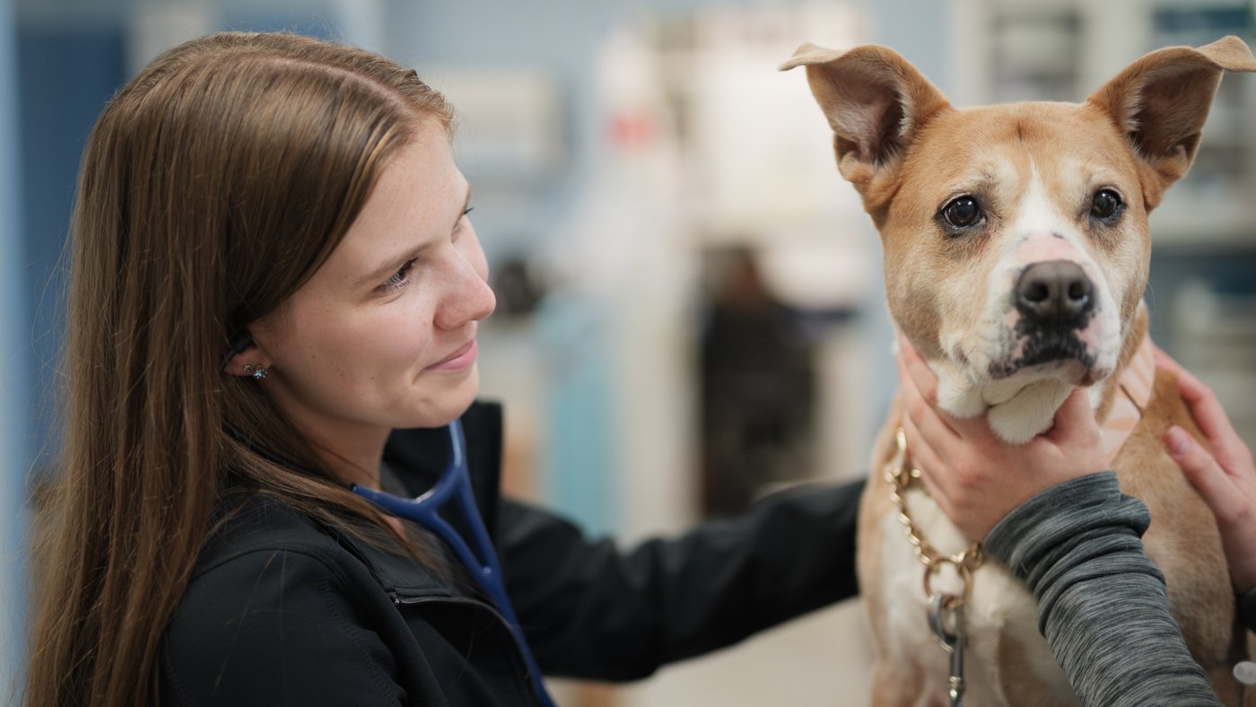 Signs Your Dog Needs a Dental Cleaning