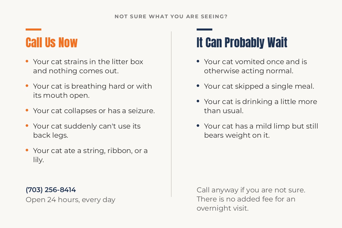 Call now or it can probably wait: emergency symptom guide for cats at Columbia Pike Animal Hospital