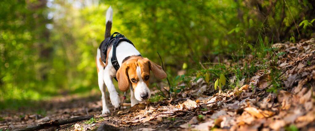 Are Acorns Dangerous for Dogs?