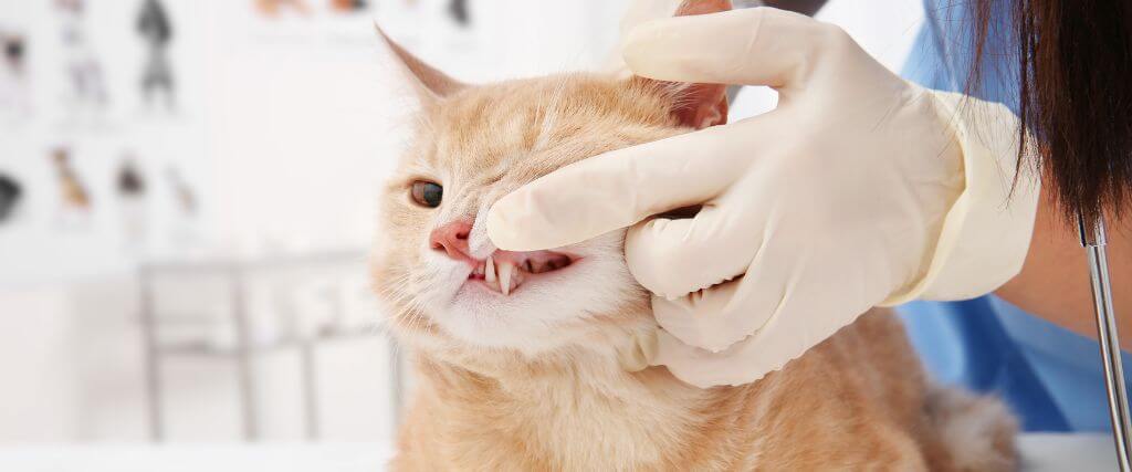 Cat having its teeth examined by a vet