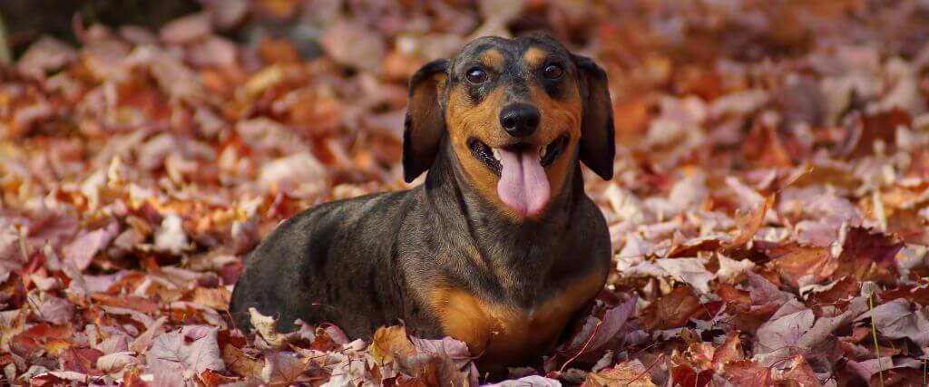 Can Mold and Damp Leaves Affect Pets’ Breathing or Skin?