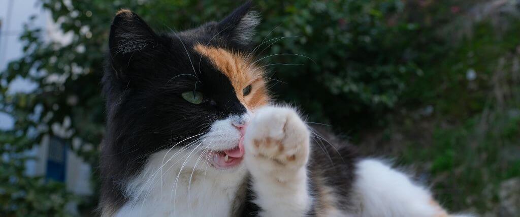 Multi-colored cat licking its paw while grooming