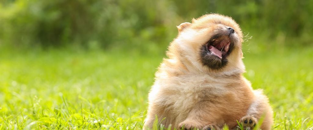 Dog Reverse Sneeze: What That Snorting Sound Means