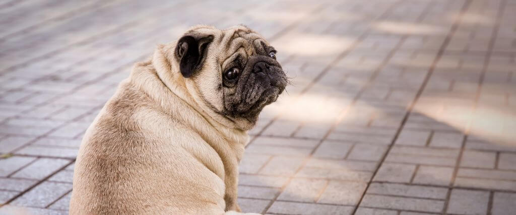 Fighting Pet Obesity: How to Keep Your Dog or Cat at a Healthy Weight