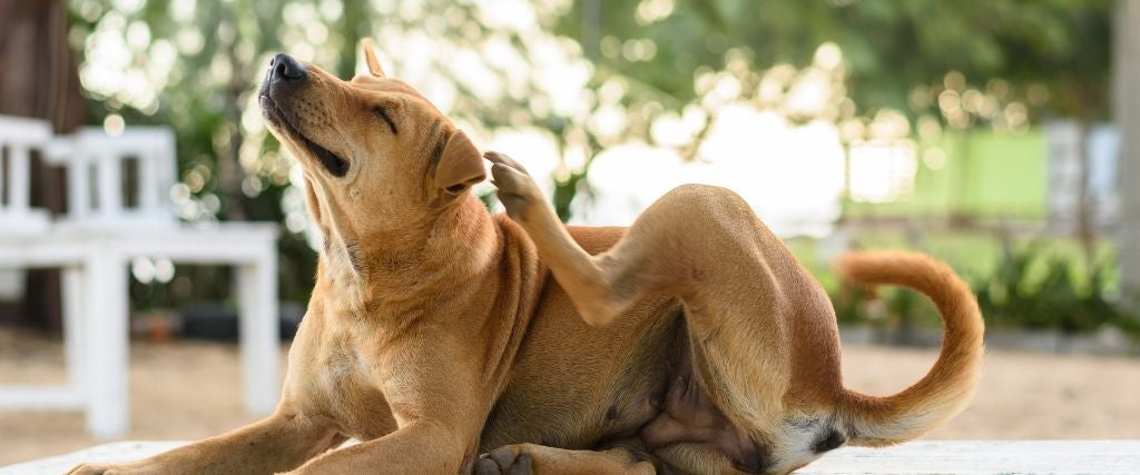Flea Dirt vs. Regular Dirt: How to Tell What’s on Your Pet  