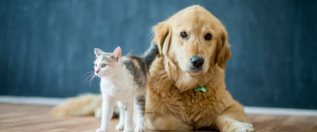 Dog laying on ground, with cat standing next to it 