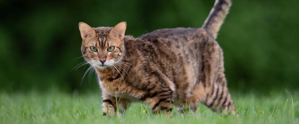 How Hot Is Too Hot for Cats? Your Guide to Caring for Outdoor Cats as Temperatures Rise