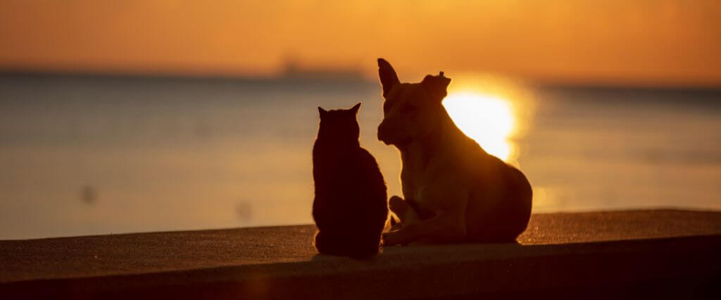 How to Know When It Is Time to Say Goodbye: Thoughts on Euthanasia