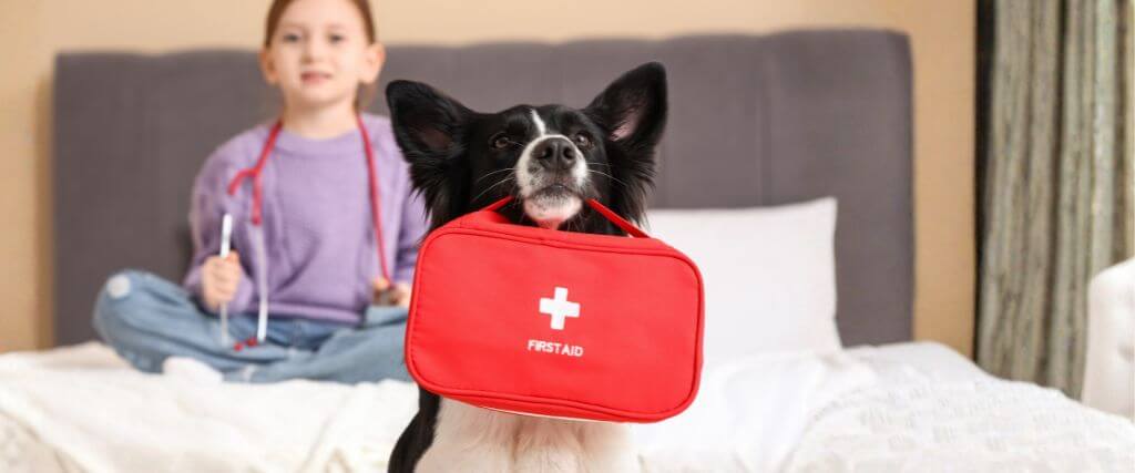 How to Make a Pet First Aid Kit