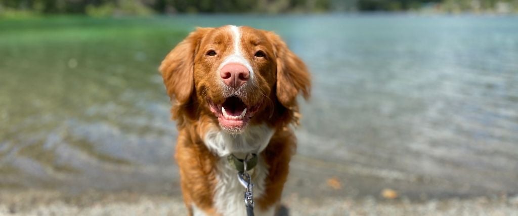 Leptospirosis: Why Protecting Your Dog Protects Your Family