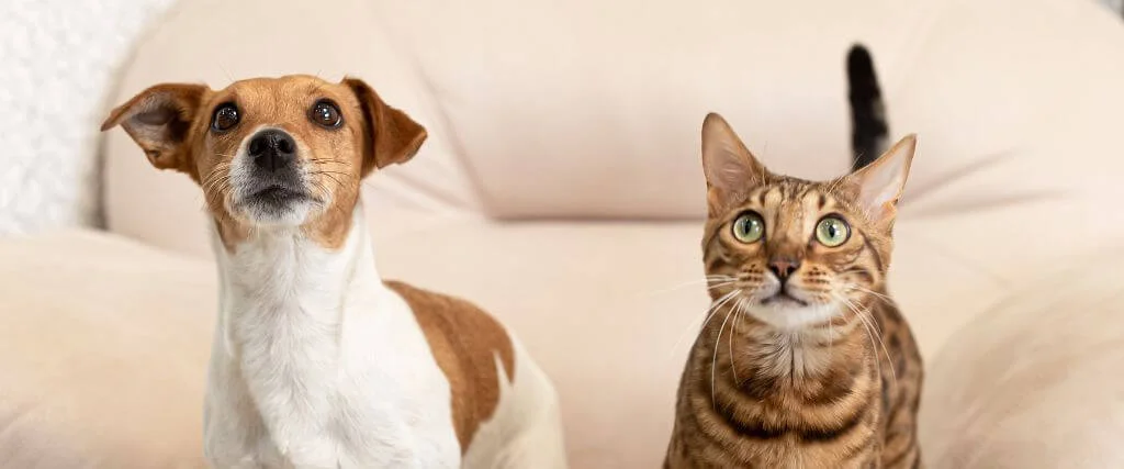 Periodontal Disease in Pets: Signs, Treatment, and Dental Care Tips for Dogs and Cats 