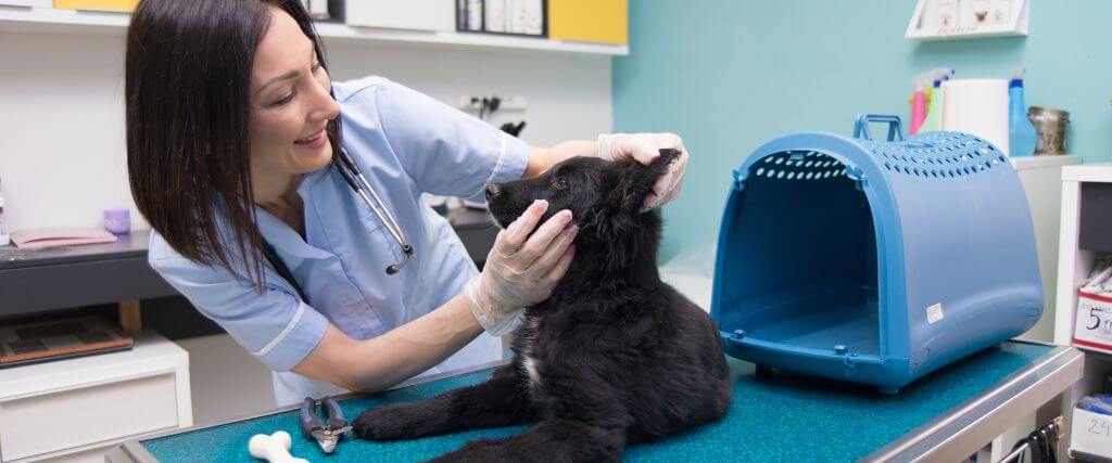 Questions to Ask During Your Pet's Annual Checkup