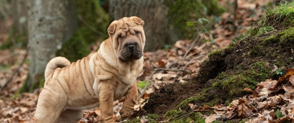 Rabies: Protecting Pets & People From This Deadly Disease