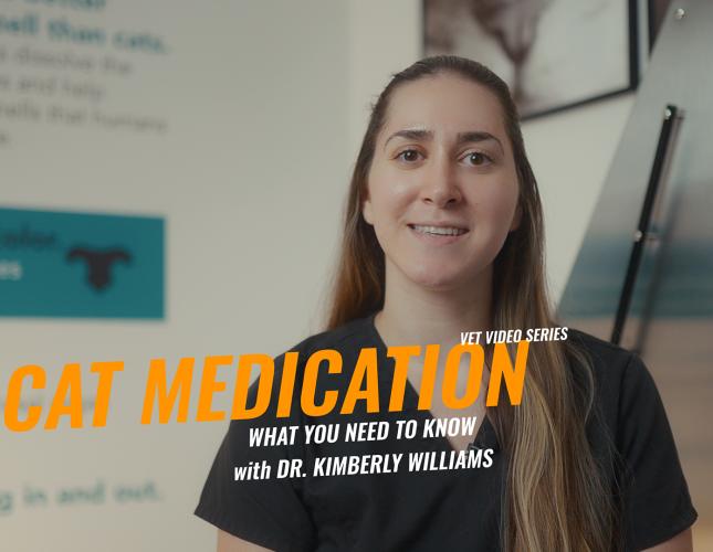 Cat Medications 101: What Every Pet Owner Should Know