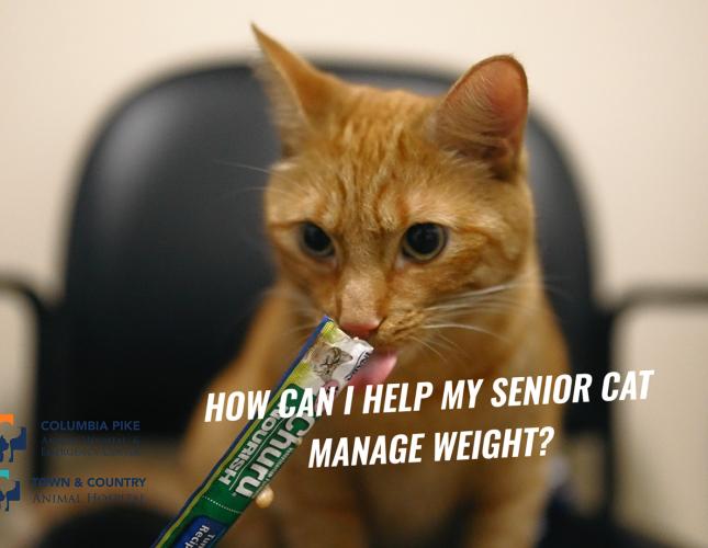 Senior Cat Care, Part 1: What Every Pet Parent Should Know