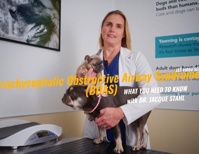 Brachycephalic Obstructive Airway Syndrome Surgery: Helping Short-Nosed Dogs Breathe