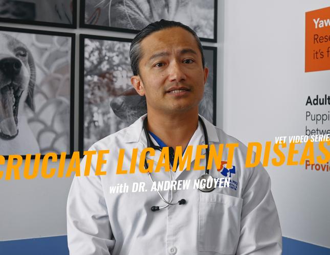 TPLO Surgery for Dogs, Understanding Cruciate Ligament Injuries and Recovery