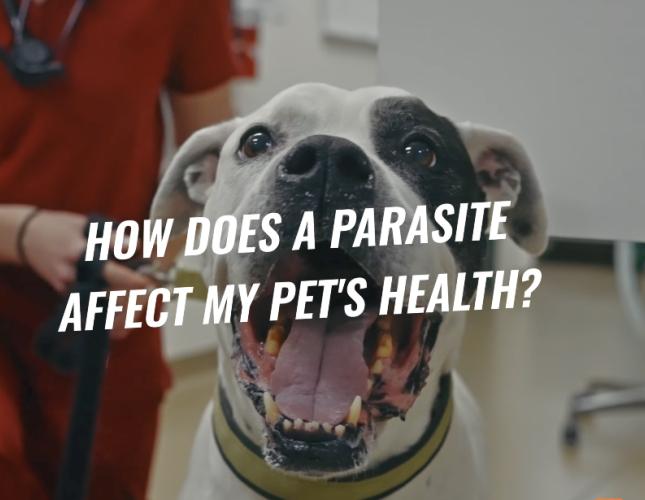 Dog and Cat Parasites in Spring: What Every Pet Parent Needs to Know