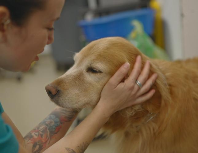 You Can Feel It When Your Vet Is Calm