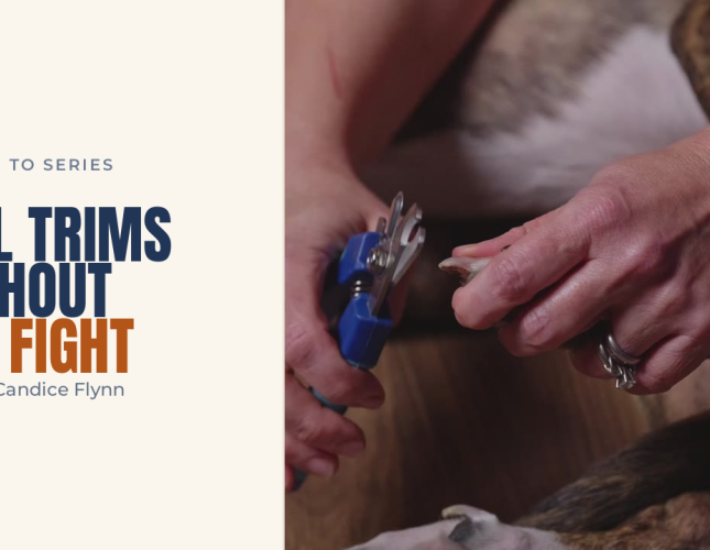 How to Trim Your Dog's Nails at Home
