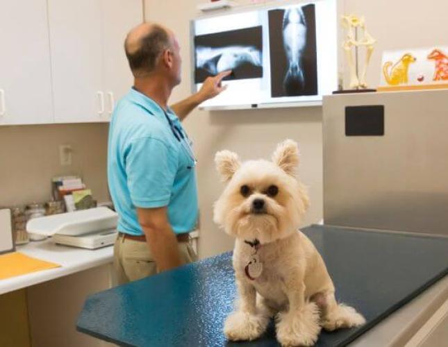 What to Expect When Your Pet Needs an X-Ray