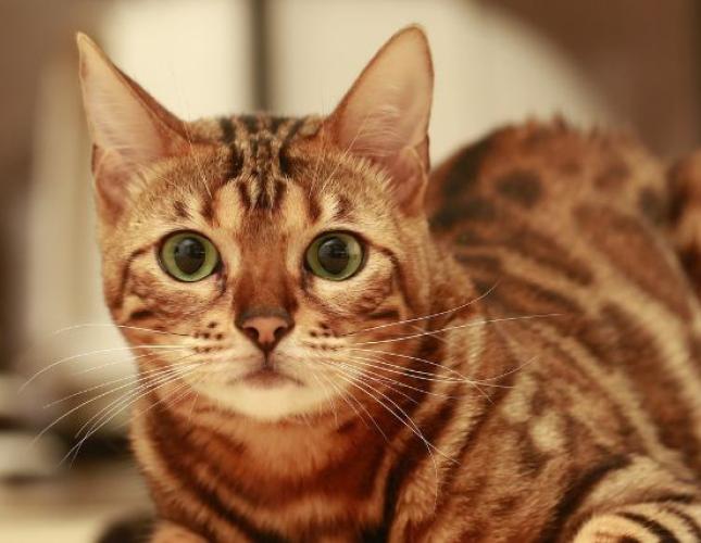 A Cat Owner's Guide to Spaying & Neutering