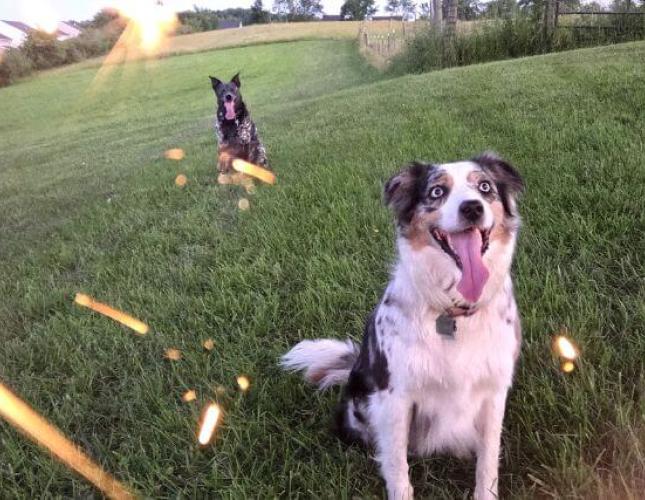 Freedom From Fear: Noise Conditioning for Fireworks and Thunderstorms