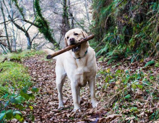 The Dangers of Porcupine Quills in Dogs