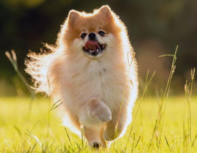 5 Tips for Selecting the Best Flea and Tick Prevention For Your Dog