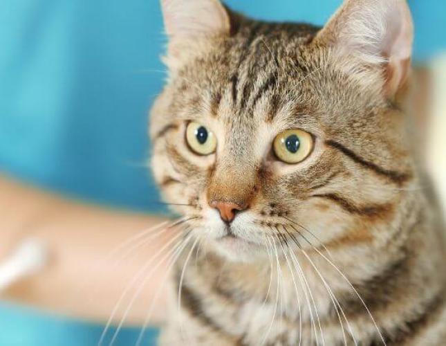 Can Chiropractic Help Your Cat? Here’s What to Know